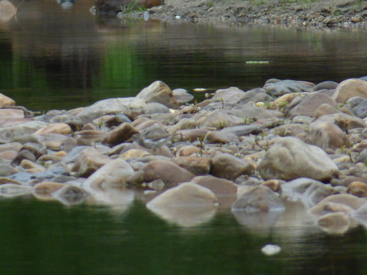 pisík americký - ML109559101