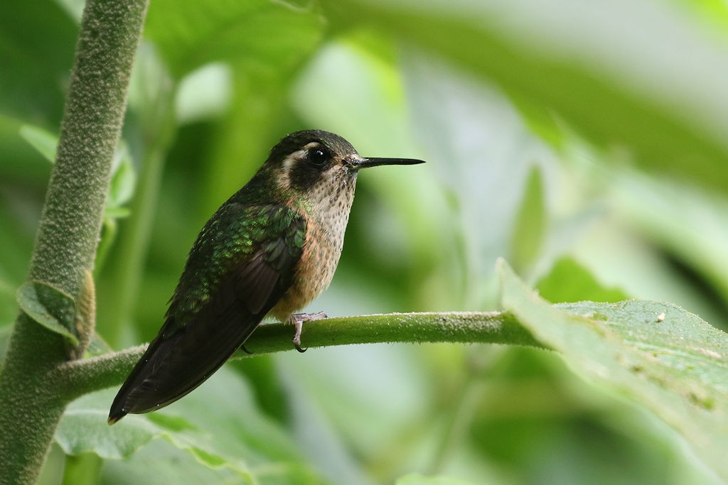 Speckled Hummingbird - William Hull