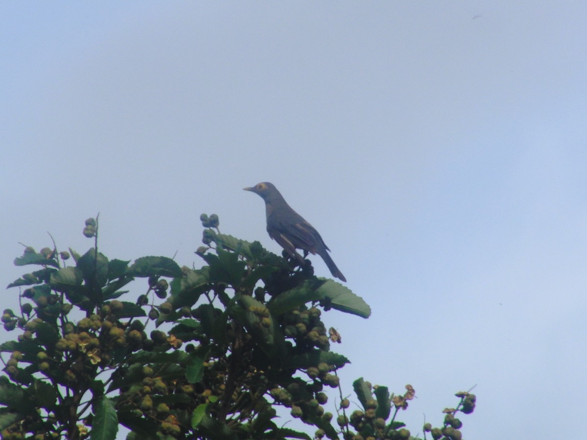 Spectacled Thrush - ML109559571