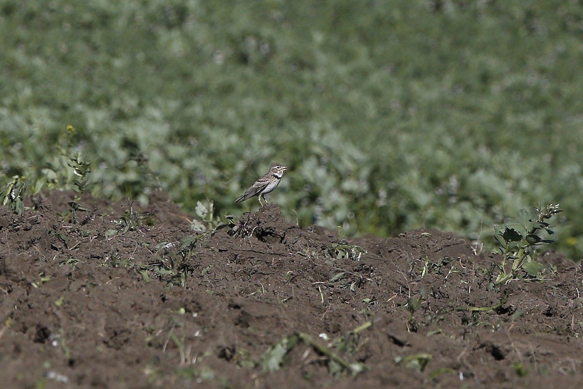 Calandra Lark - Laura Keene