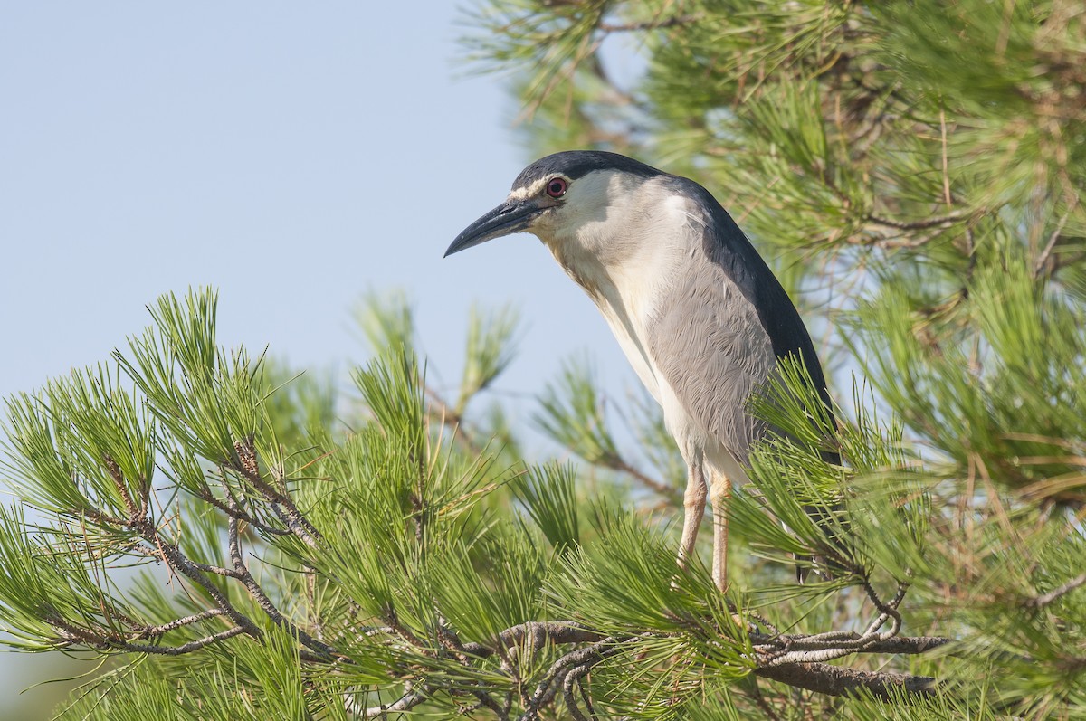 Black-crowned Night Heron - Etienne Artigau🦩