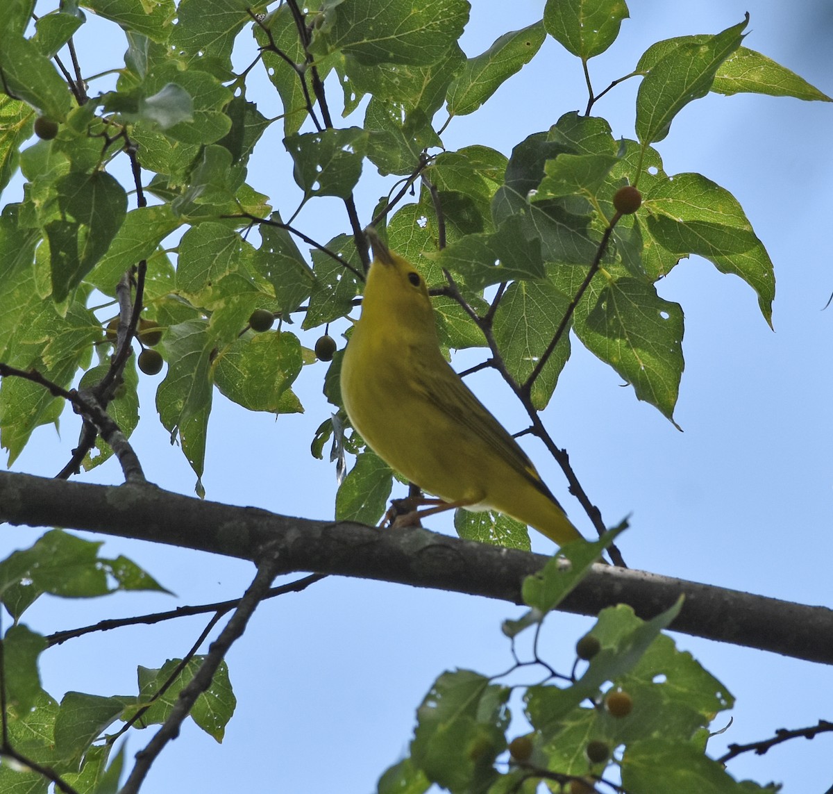 Paruline jaune - ML109564731