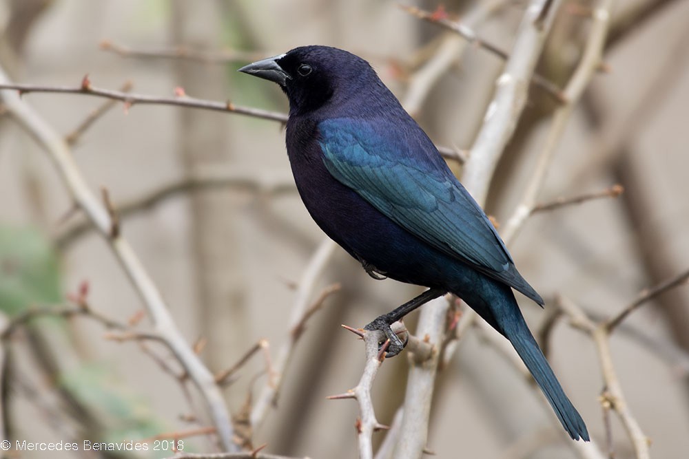 Shiny Cowbird - Mercedes Benavides