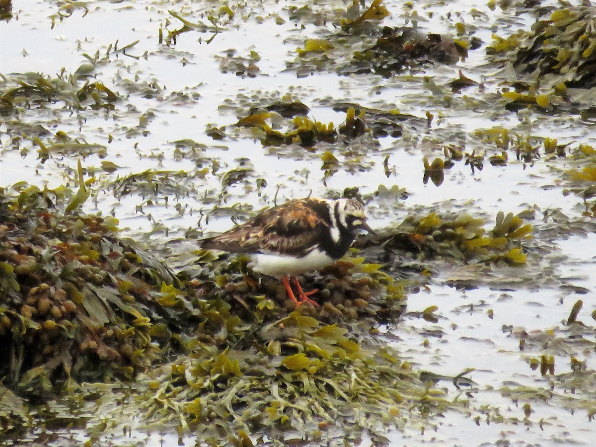 Ruddy Turnstone - Liette Desfosses