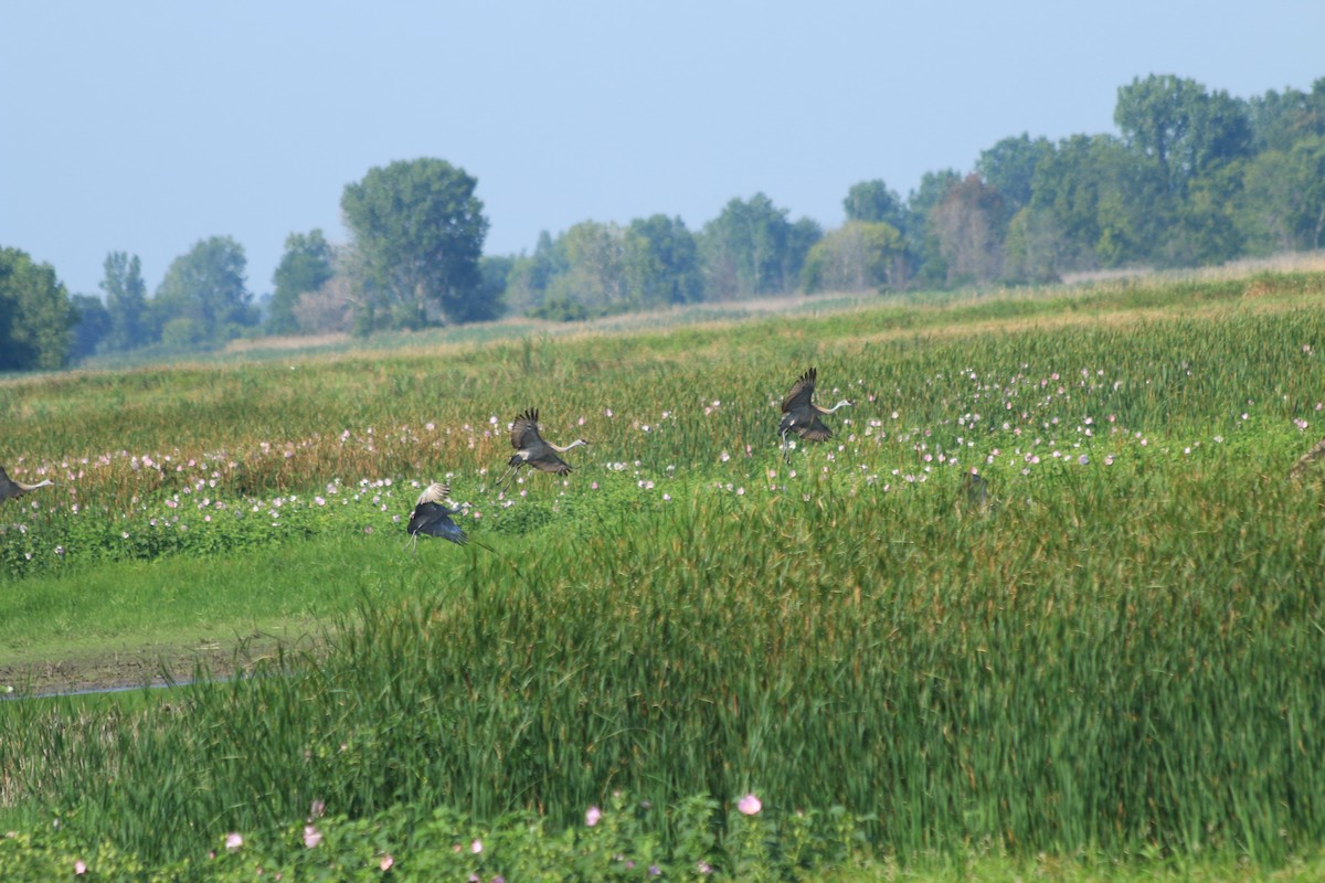 Sandhill Crane - ML109570131