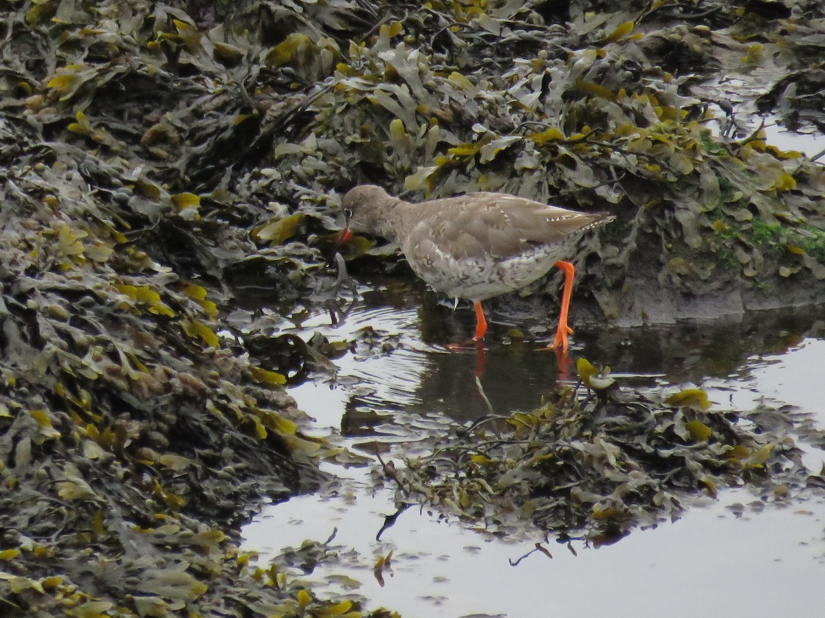 Common Redshank - ML109570421