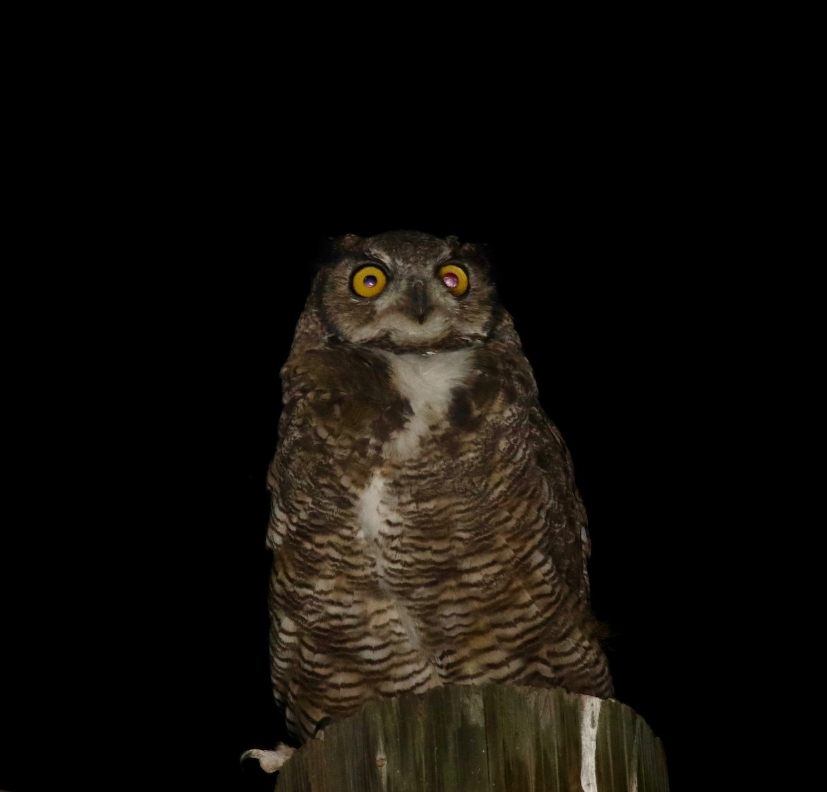 Great Horned Owl - ML109571581