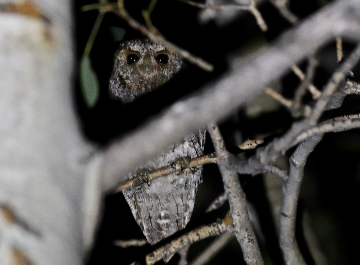 Flammulated Owl - Charlie   Nims