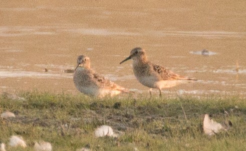 Baird's Sandpiper - ML109574701