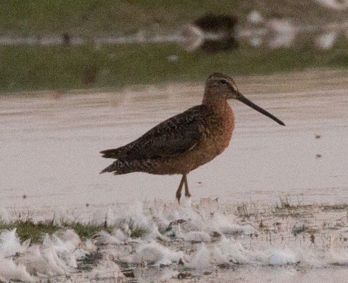 Long-billed Dowitcher - ML109574751