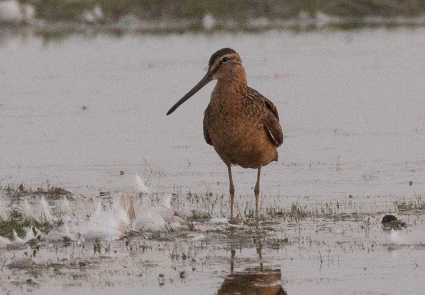 Long-billed Dowitcher - ML109574761