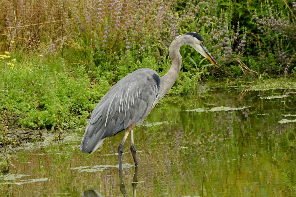 Great Blue Heron - Nels Nelson