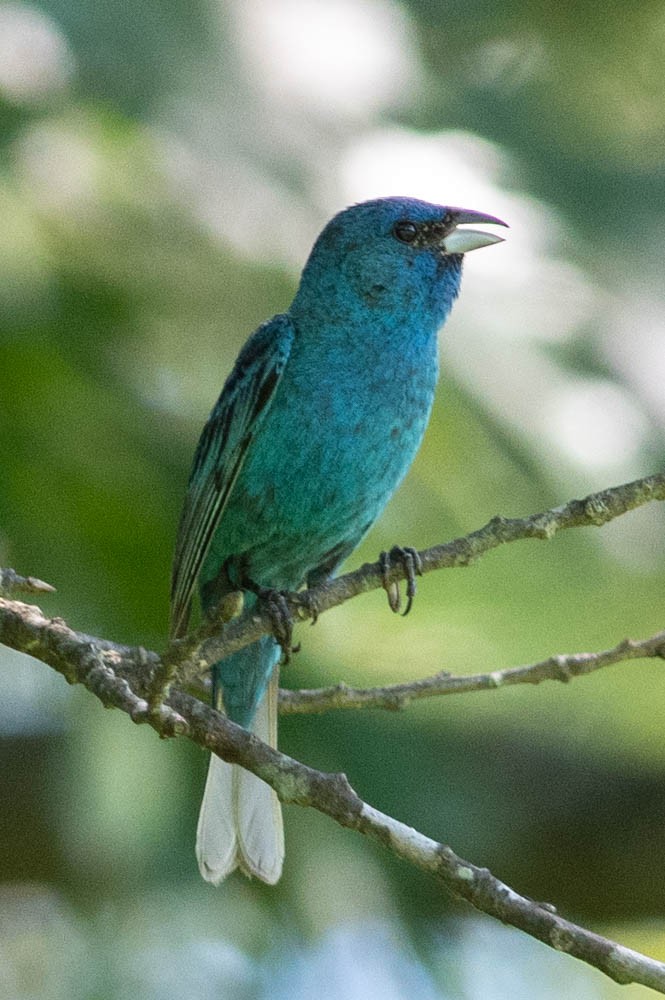 Indigo Bunting - ML109577041