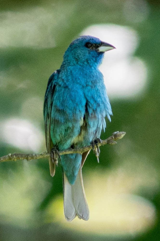 Indigo Bunting - ML109577051