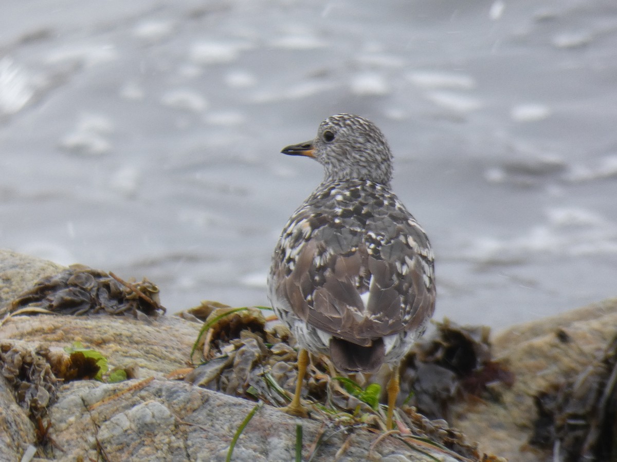 brottsnipe - ML109577171