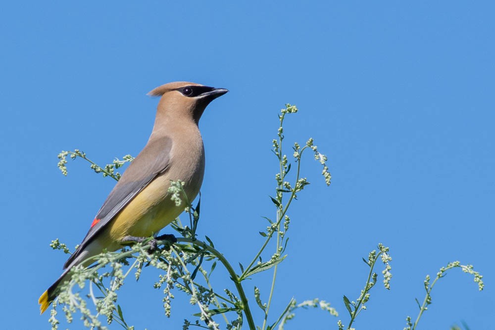 Cedar Waxwing - Jared Keyes