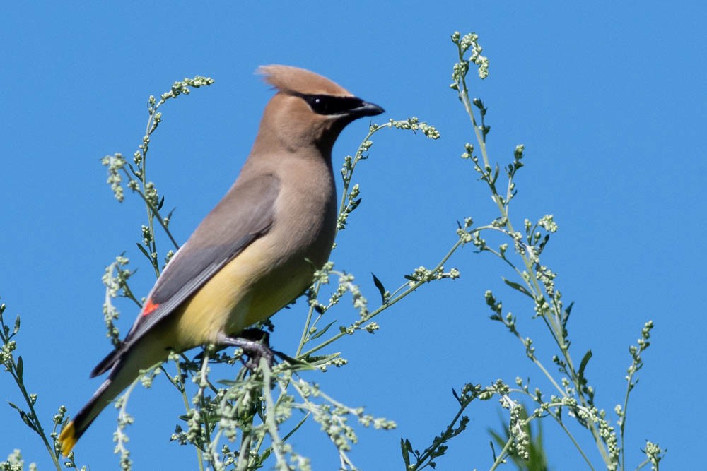 Cedar Waxwing - ML109577211