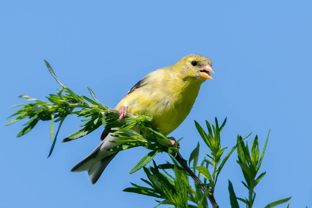 American Goldfinch - Jared Keyes