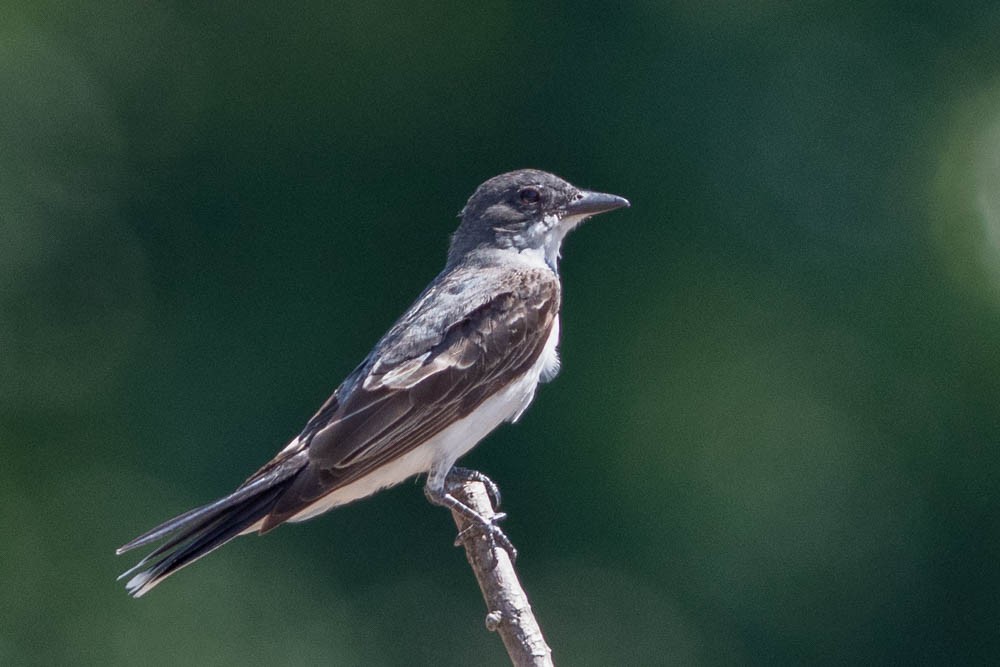 Eastern Kingbird - ML109577301