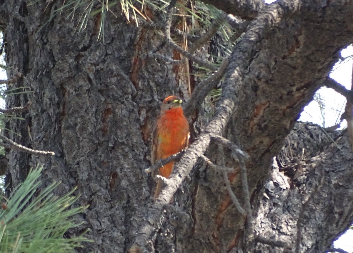 Hepatic Tanager - Shawn Langston