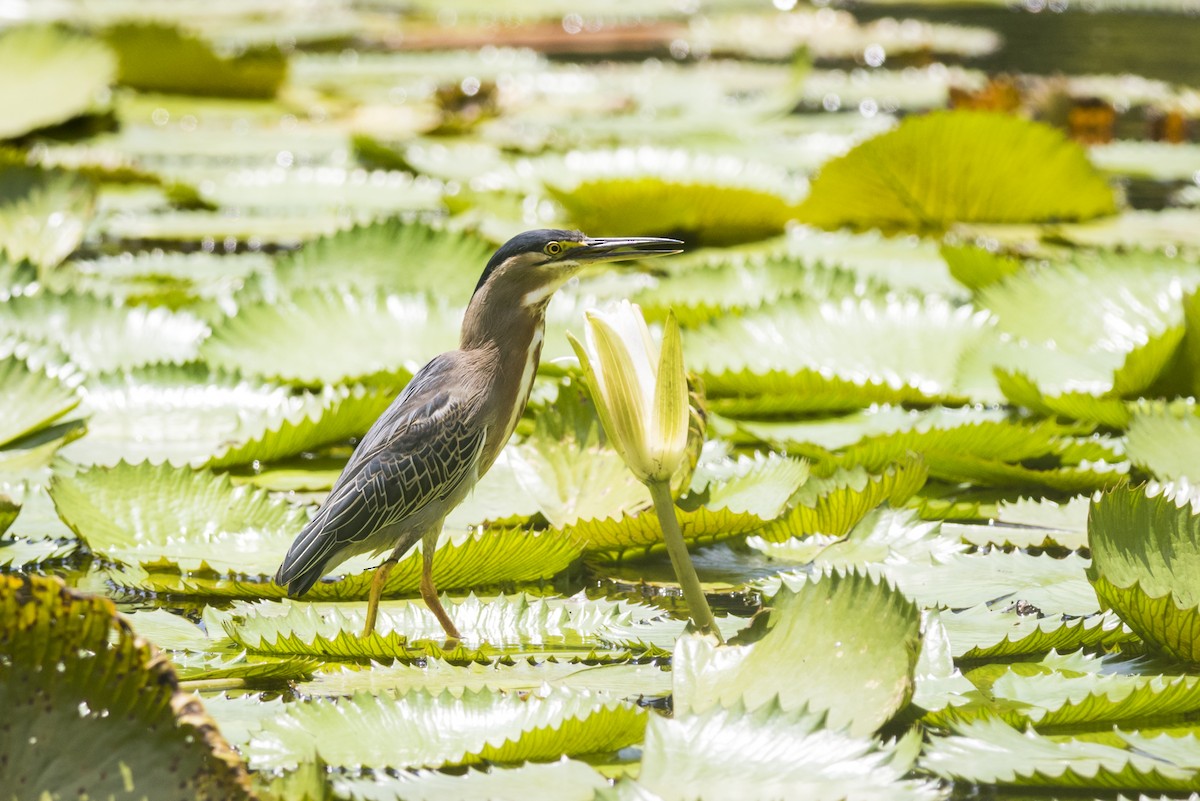 Striated Heron - ML109579241