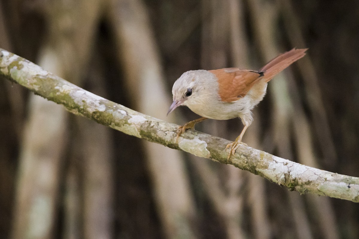 Gray-headed Spinetail - Claudia Brasileiro