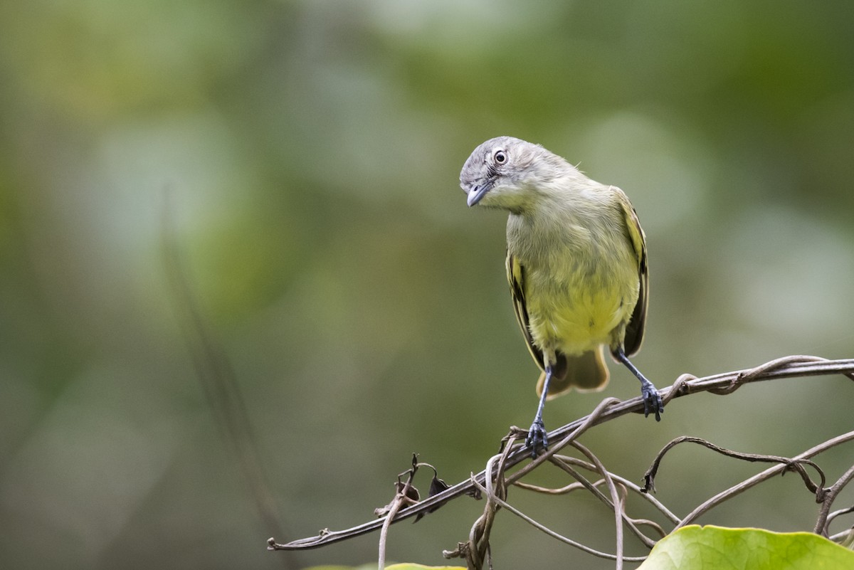 Guianan Tyrannulet - Claudia Brasileiro