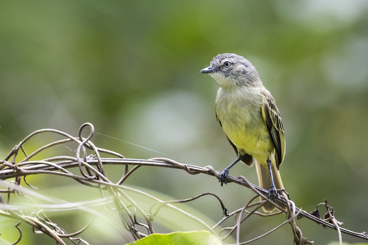 Guianan Tyrannulet - ML109579341