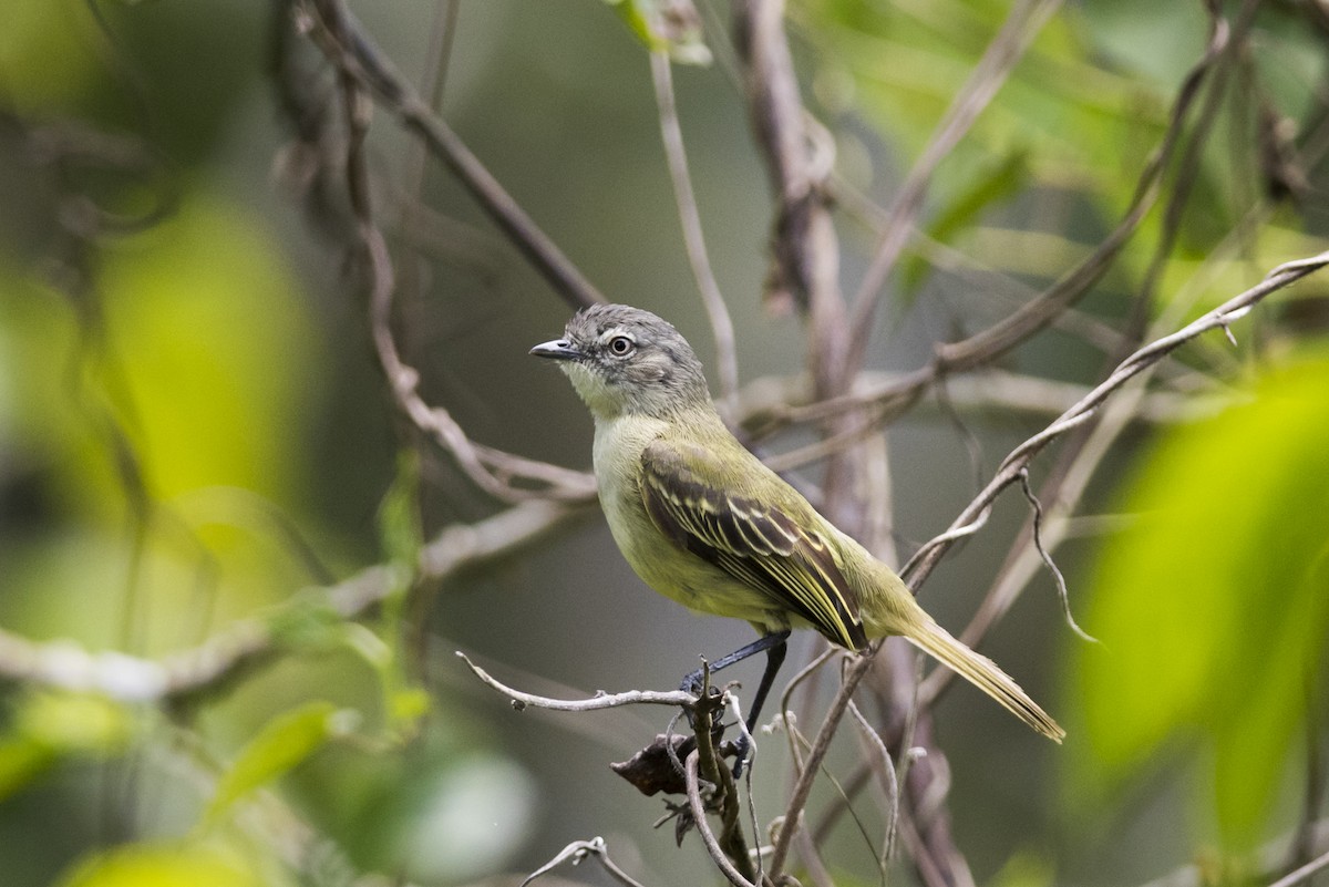 Guianan Tyrannulet - Claudia Brasileiro