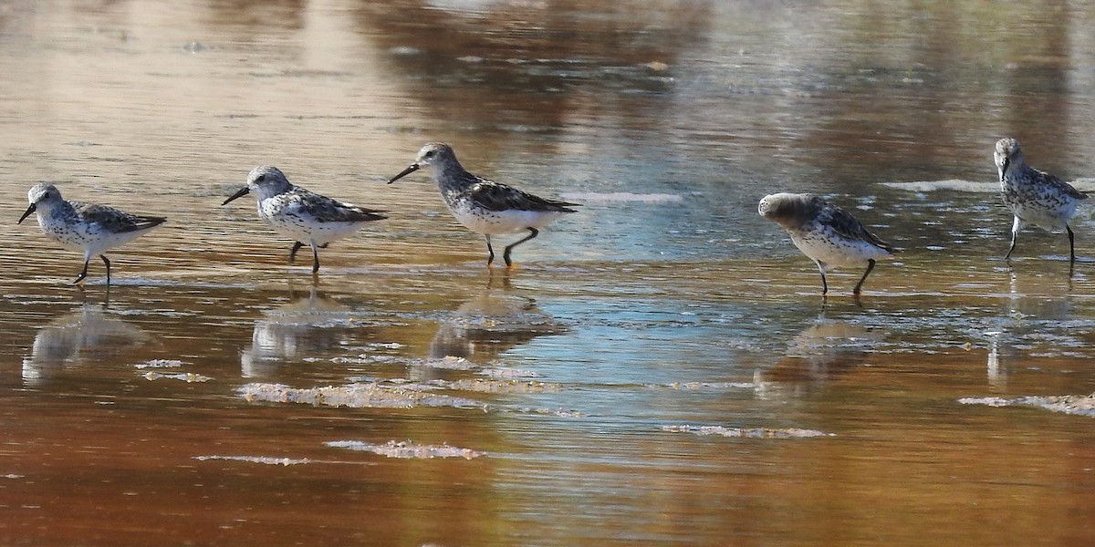 Western Sandpiper - ML109579531