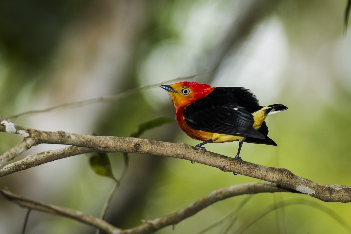 Band-tailed Manakin - Claudia Brasileiro