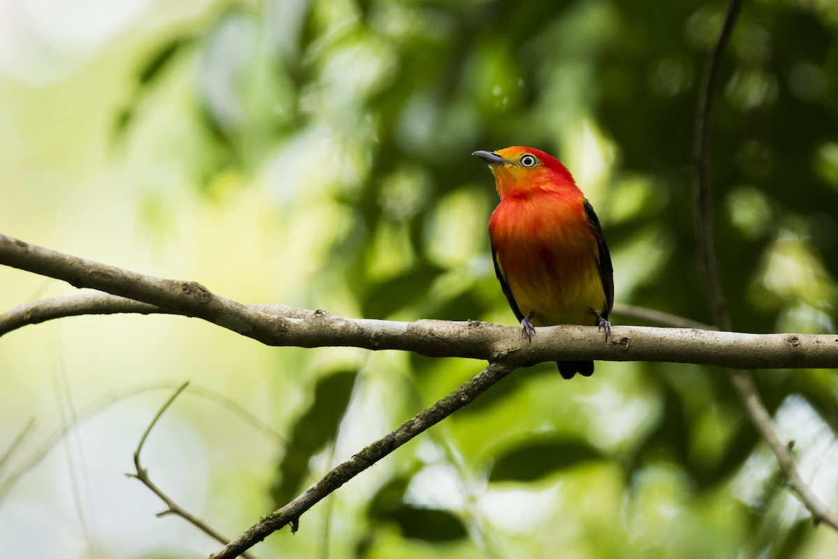 Band-tailed Manakin - Claudia Brasileiro