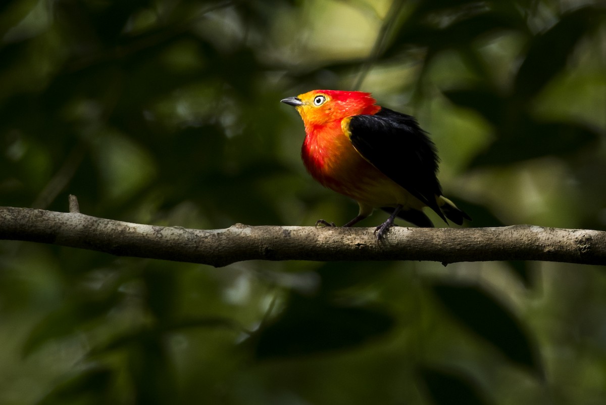 Band-tailed Manakin - Claudia Brasileiro