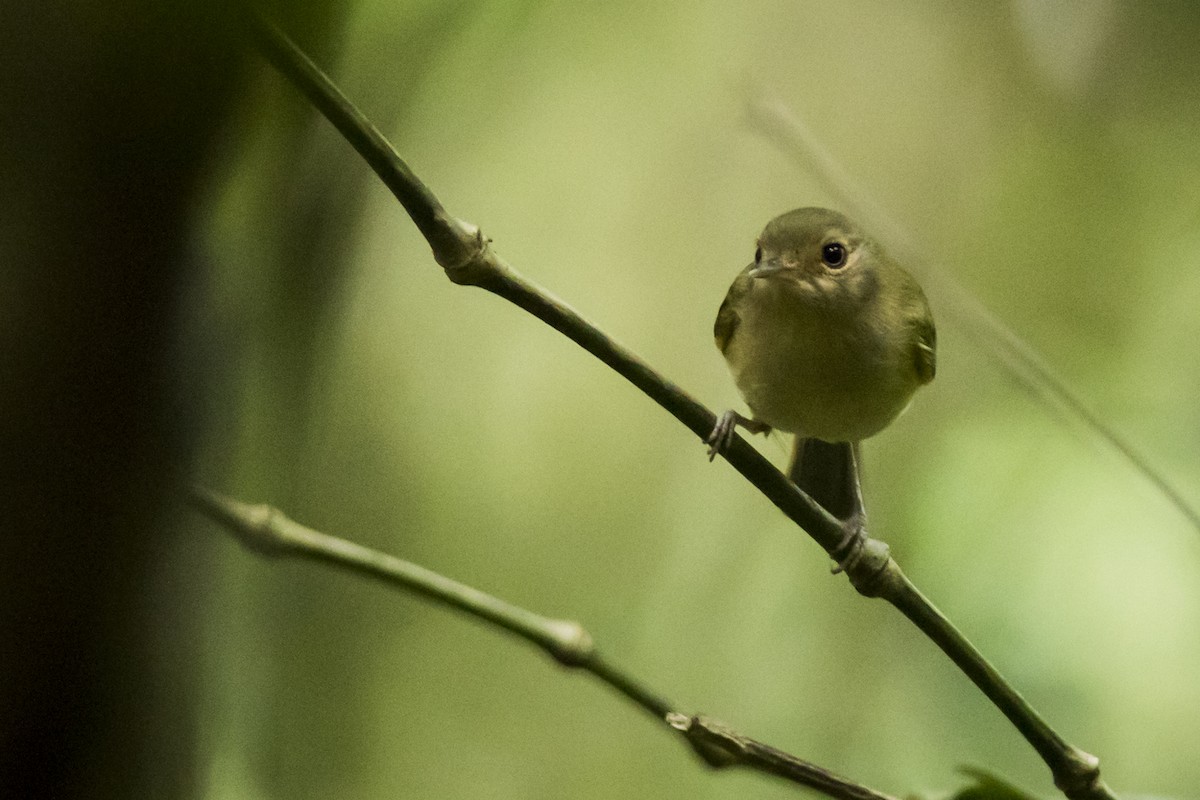 Buff-breasted Tody-Tyrant - Claudia Brasileiro