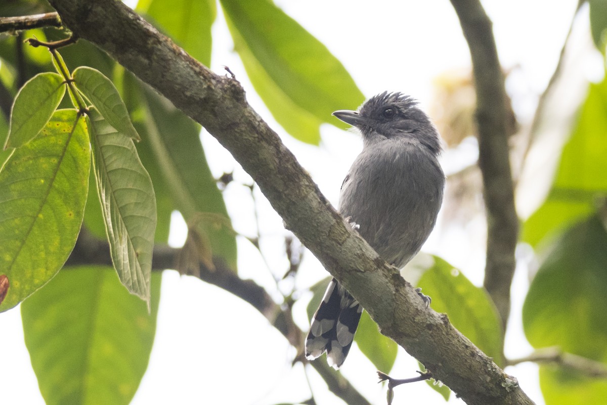 Variable Antshrike - Claudia Brasileiro