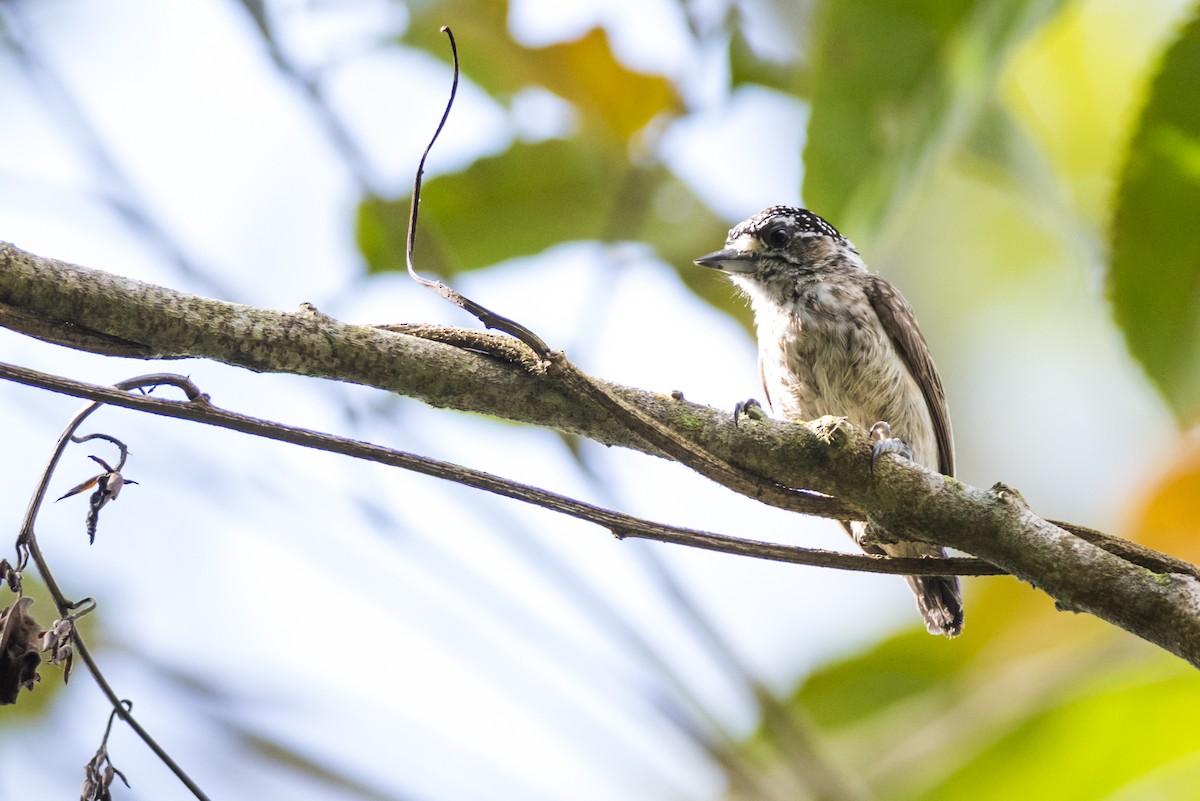 Ochraceous Piculet - ML109579791