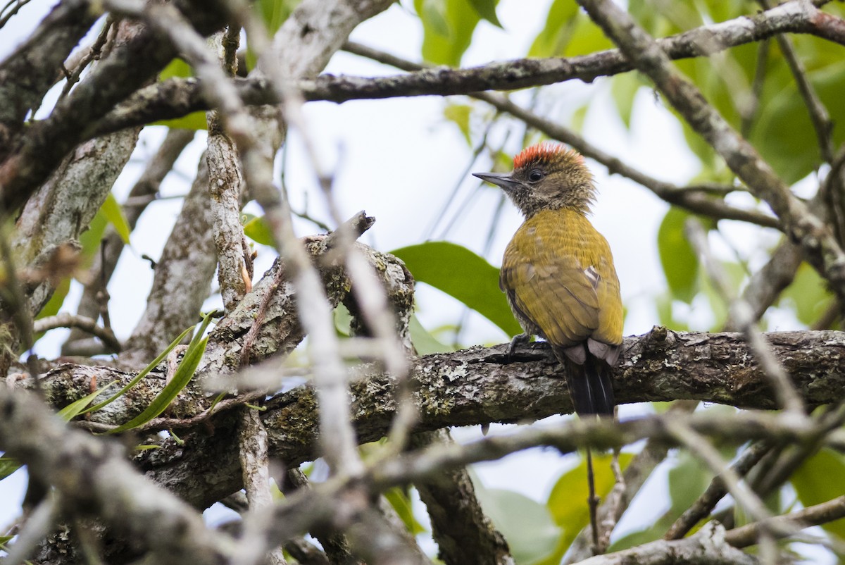 Little Woodpecker - Claudia Brasileiro