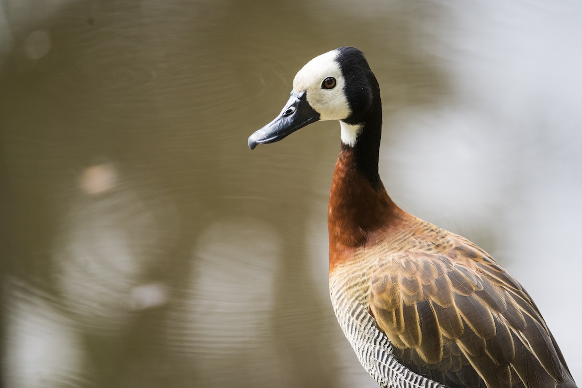 White-faced Whistling-Duck - ML109579861