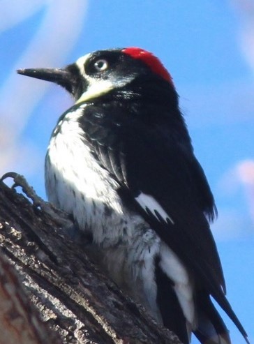 Acorn Woodpecker - ML109580251