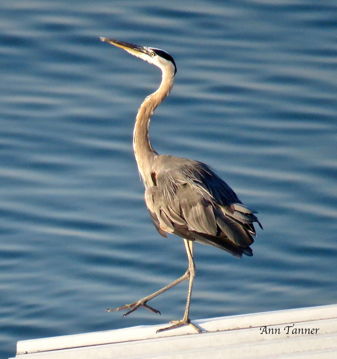 Great Blue Heron - ML109581131