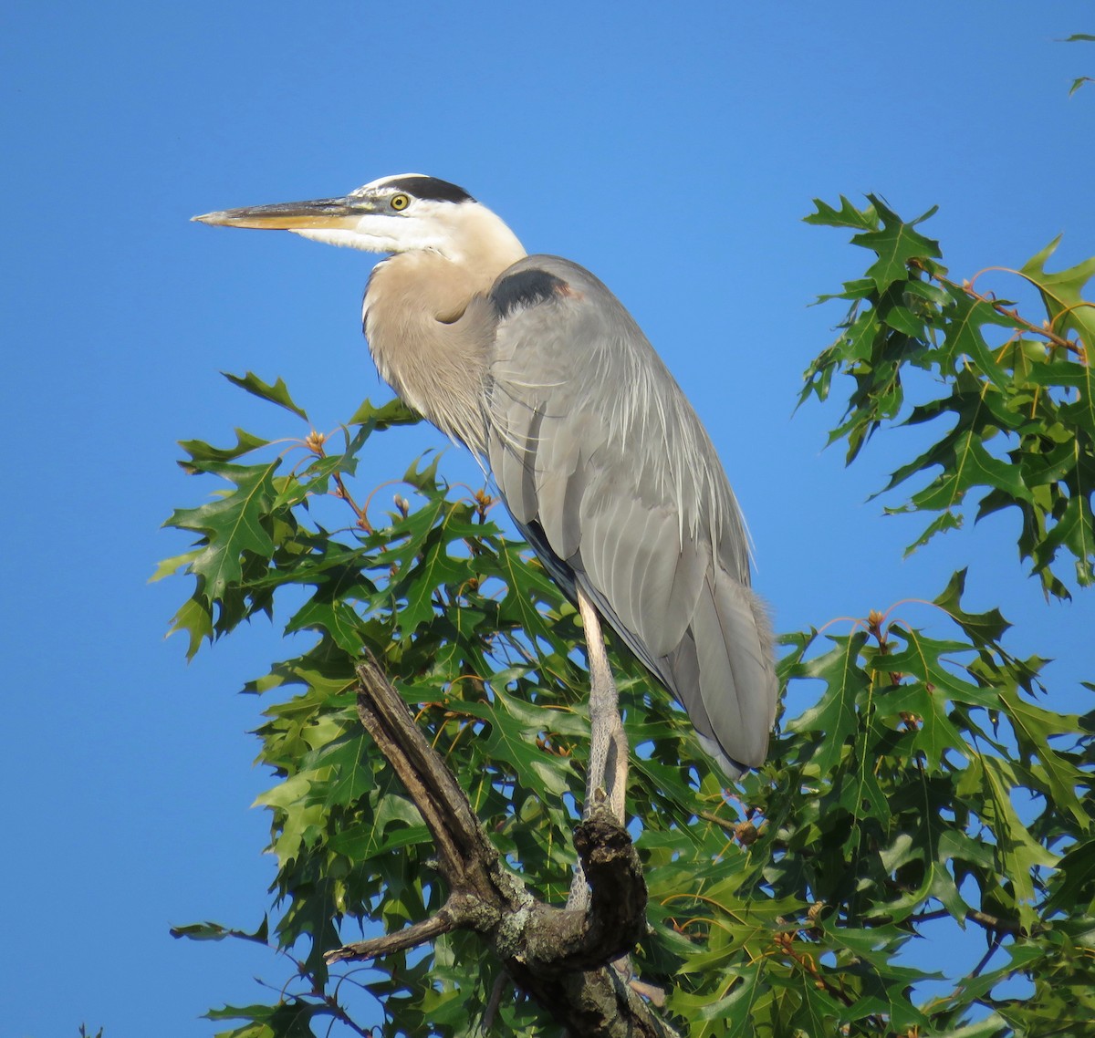 Great Blue Heron - ML109581151