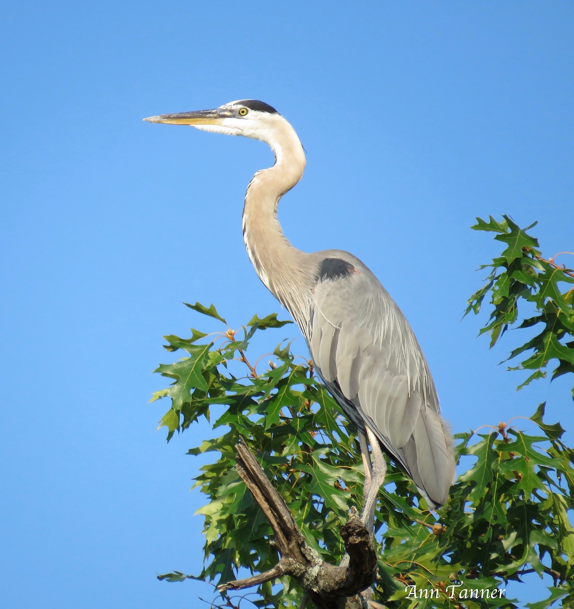 Great Blue Heron - ML109581161