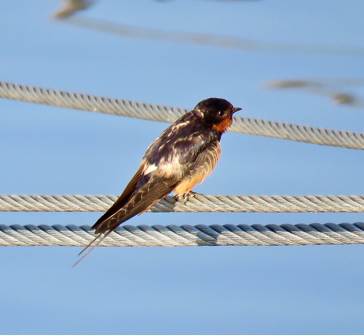 Barn Swallow - Ann Tanner