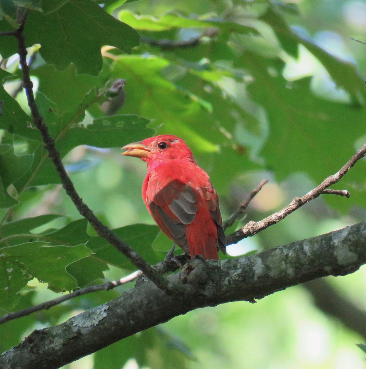 Summer Tanager - ML109581781