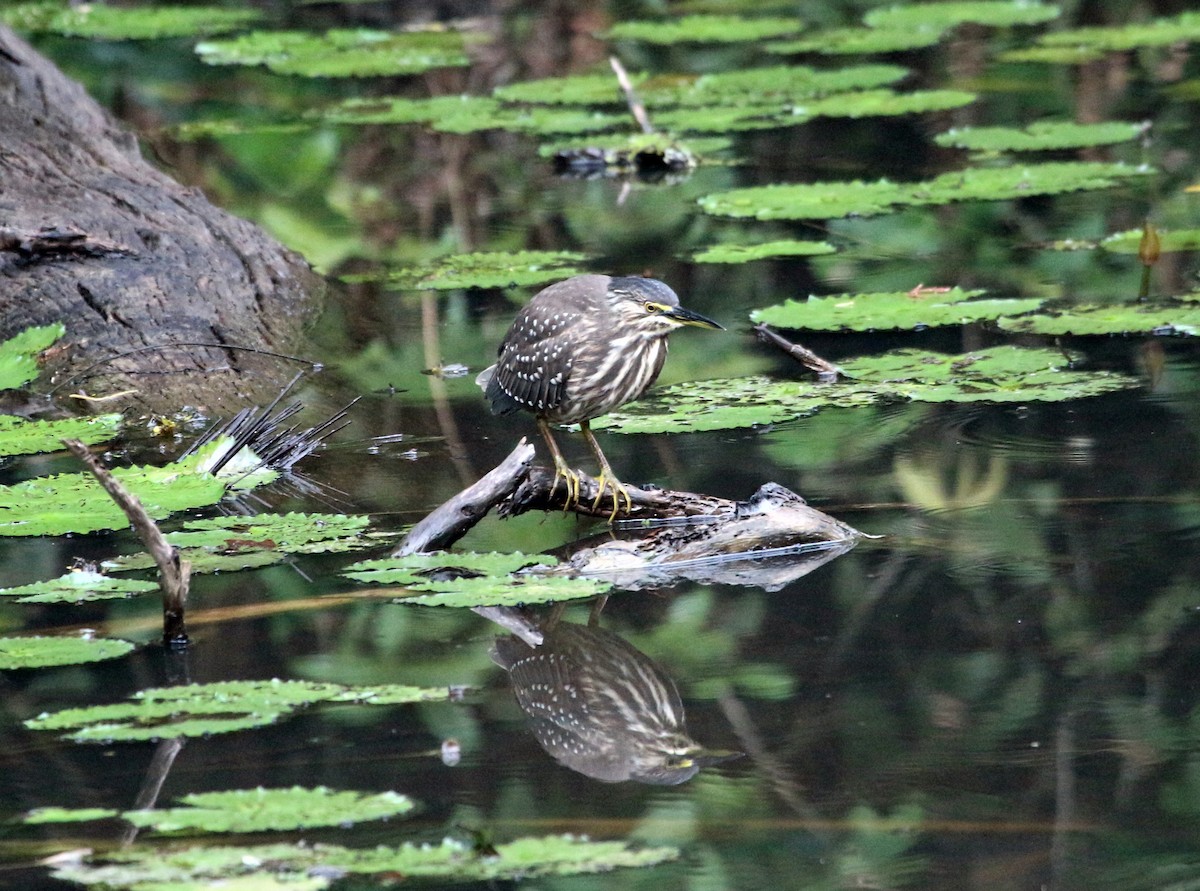 Striated Heron - ML109584521