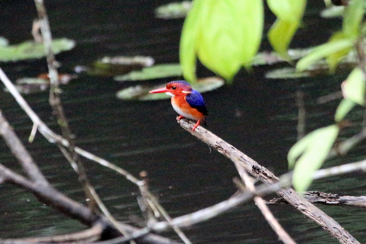 White-bellied Kingfisher - ML109584601