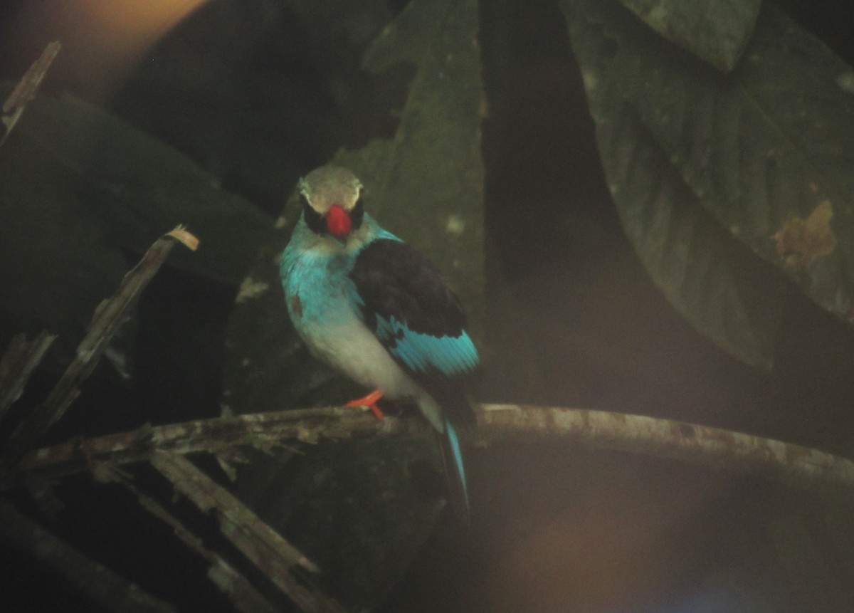 Blue-breasted Kingfisher - John Drummond