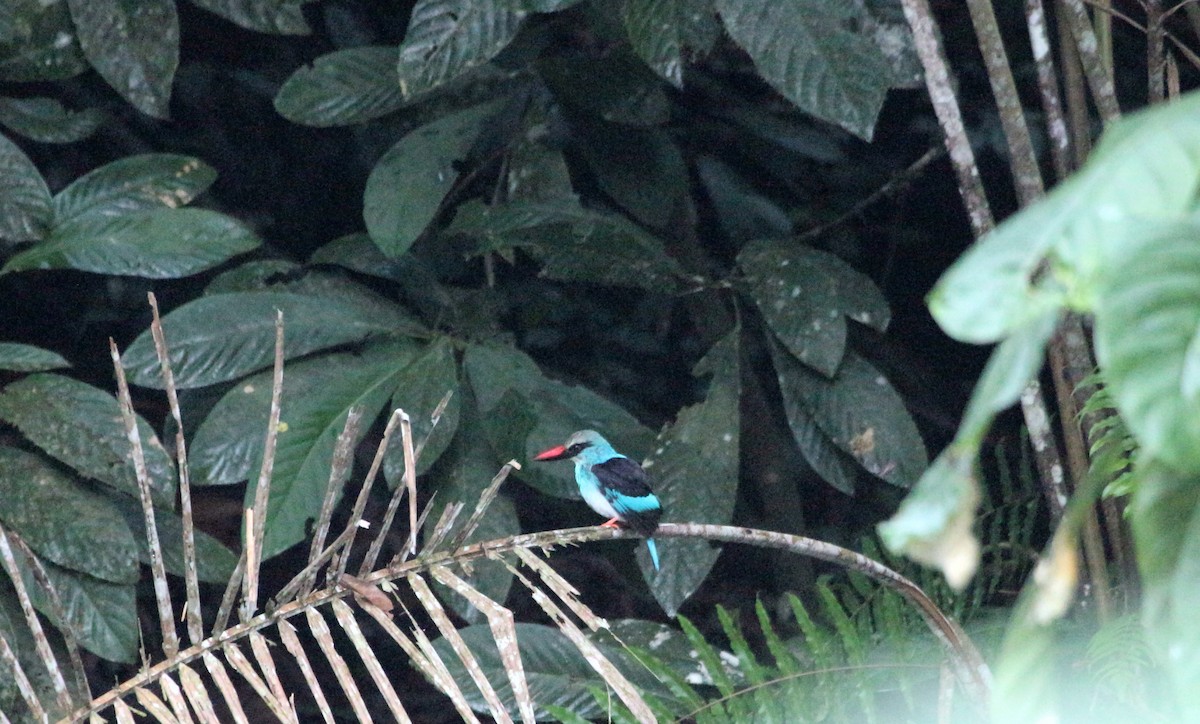 Blue-breasted Kingfisher - John Drummond