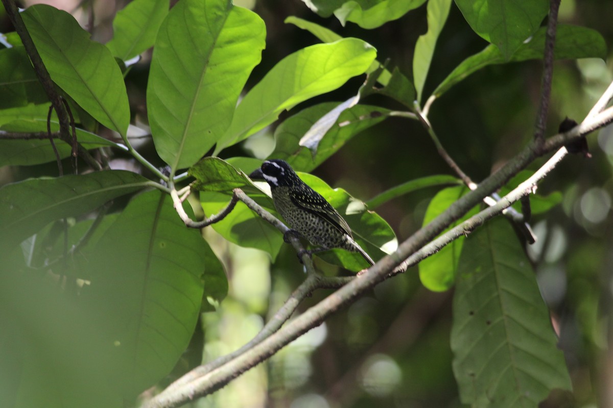 Hairy-breasted Barbet - ML109585001