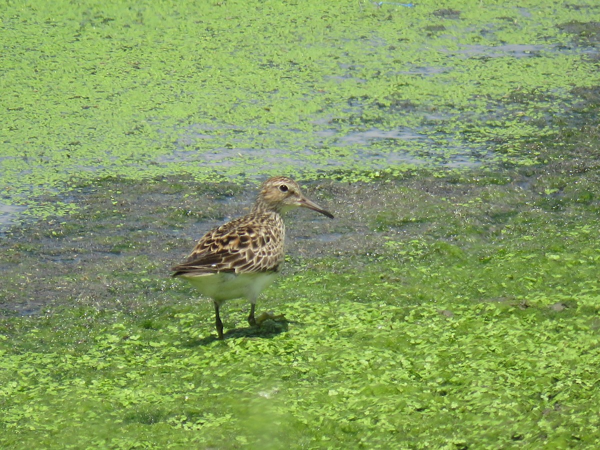 Pectoral Sandpiper - ML109585031